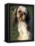 Shih Tzu with Facial Hair Cut Short-Adriano Bacchella-Framed Stretched Canvas
