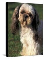 Shih Tzu with Facial Hair Cut Short-Adriano Bacchella-Stretched Canvas