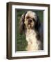 Shih Tzu with Facial Hair Cut Short-Adriano Bacchella-Framed Premium Photographic Print