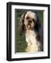 Shih Tzu with Facial Hair Cut Short-Adriano Bacchella-Framed Premium Photographic Print