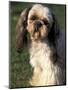 Shih Tzu with Facial Hair Cut Short-Adriano Bacchella-Mounted Premium Photographic Print