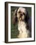 Shih Tzu with Facial Hair Cut Short-Adriano Bacchella-Framed Photographic Print