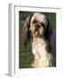 Shih Tzu with Facial Hair Cut Short-Adriano Bacchella-Framed Photographic Print