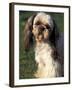 Shih Tzu with Facial Hair Cut Short-Adriano Bacchella-Framed Photographic Print