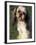 Shih Tzu with Facial Hair Cut Short-Adriano Bacchella-Framed Photographic Print