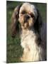 Shih Tzu with Facial Hair Cut Short-Adriano Bacchella-Mounted Photographic Print