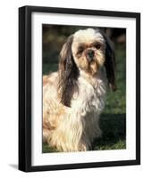 Shih Tzu with Facial Hair Cut Short-Adriano Bacchella-Framed Photographic Print