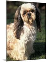 Shih Tzu with Facial Hair Cut Short-Adriano Bacchella-Mounted Photographic Print