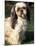 Shih Tzu with Facial Hair Cut Short-Adriano Bacchella-Mounted Photographic Print