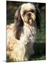 Shih Tzu with Facial Hair Cut Short-Adriano Bacchella-Mounted Photographic Print