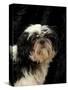 Shih Tzu with Hair Cut Short-Adriano Bacchella-Stretched Canvas