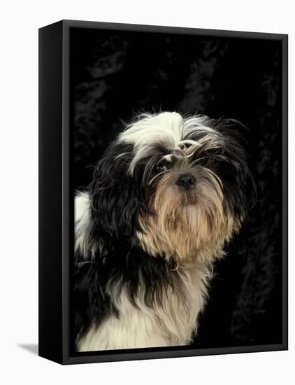 Shih Tzu with Hair Cut Short-Adriano Bacchella-Framed Stretched Canvas