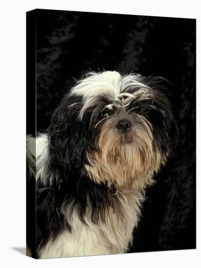 Shih Tzu with Hair Cut Short-Adriano Bacchella-Stretched Canvas