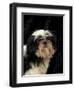 Shih Tzu with Hair Cut Short-Adriano Bacchella-Framed Premium Photographic Print