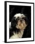 Shih Tzu with Hair Cut Short-Adriano Bacchella-Framed Photographic Print