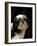 Shih Tzu with Hair Cut Short-Adriano Bacchella-Framed Photographic Print