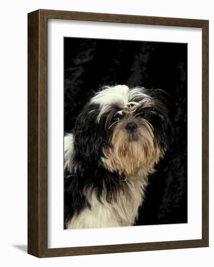 Shih Tzu with Hair Cut Short-Adriano Bacchella-Framed Photographic Print