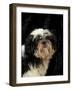 Shih Tzu with Hair Cut Short-Adriano Bacchella-Framed Photographic Print