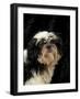 Shih Tzu with Hair Cut Short-Adriano Bacchella-Framed Photographic Print