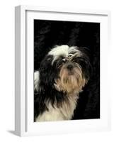 Shih Tzu with Hair Cut Short-Adriano Bacchella-Framed Photographic Print