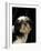 Shih Tzu with Hair Cut Short-Adriano Bacchella-Framed Photographic Print