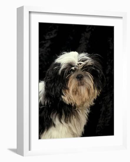 Shih Tzu with Hair Cut Short-Adriano Bacchella-Framed Photographic Print