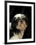 Shih Tzu with Hair Cut Short-Adriano Bacchella-Framed Photographic Print