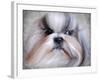 Shihtzu Portrait-Jai Johnson-Framed Giclee Print