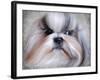 Shihtzu Portrait-Jai Johnson-Framed Giclee Print