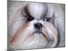 Shihtzu Portrait-Jai Johnson-Mounted Giclee Print