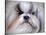 Shihtzu Portrait-Jai Johnson-Stretched Canvas