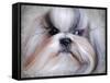 Shihtzu Portrait-Jai Johnson-Framed Stretched Canvas