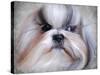 Shihtzu Portrait-Jai Johnson-Stretched Canvas