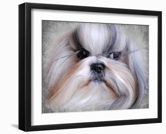 Shihtzu Portrait-Jai Johnson-Framed Giclee Print