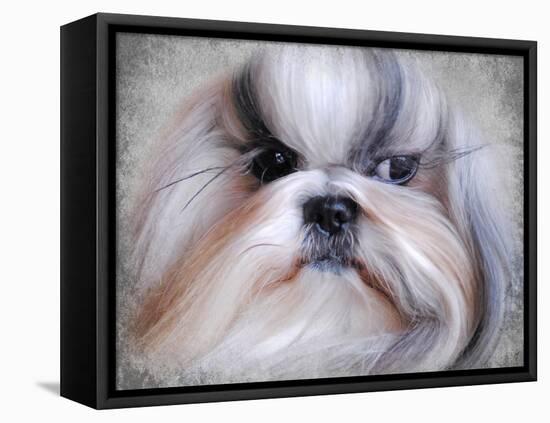 Shihtzu Portrait-Jai Johnson-Framed Stretched Canvas