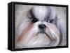 Shihtzu Portrait-Jai Johnson-Framed Stretched Canvas