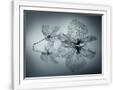 Gramercy White