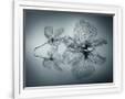 Gramercy White