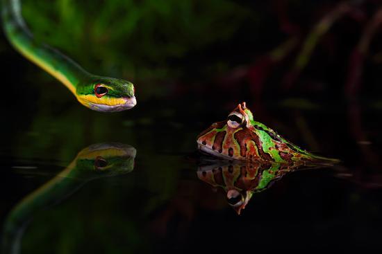 Photographic Print, , large