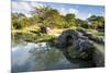 Shikinaen Garden (Shikina-en Garden), UNESCO World Heritage Site, Naha, Okinawa, Japan, Asia-Michael Runkel-Mounted Photographic Print