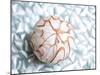Shimmer Shells I-Susan Bryant-Mounted Art Print