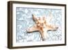 Shimmer Shells II-Susan Bryant-Framed Art Print