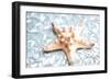 Shimmer Shells II-Susan Bryant-Framed Art Print