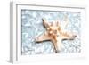 Shimmer Shells II-Susan Bryant-Framed Art Print