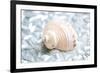 Shimmer Shells IV-Susan Bryant-Framed Art Print