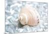 Shimmer Shells IV-Susan Bryant-Mounted Art Print