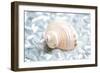 Shimmer Shells IV-Susan Bryant-Framed Art Print