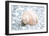 Shimmer Shells IV-Susan Bryant-Framed Art Print