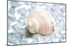 Shimmer Shells IV-Susan Bryant-Mounted Art Print
