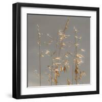 Shimmer-Assaf Frank-Framed Giclee Print